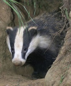 badger